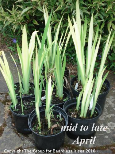 OW 004 pseudatas in pot mid to late April
